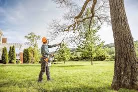 Trusted Muscoy, CA Tree Care Services Experts