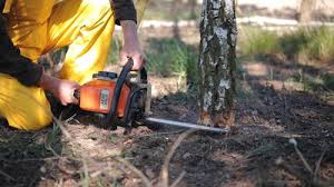 Best Hazardous Tree Removal  in Muscoy, CA