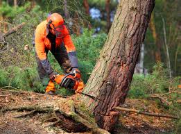 How Our Tree Care Process Works  in  Muscoy, CA