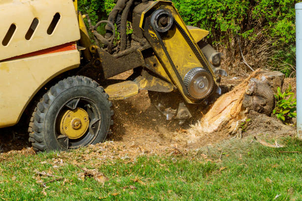 Best Commercial Tree Services  in Muscoy, CA