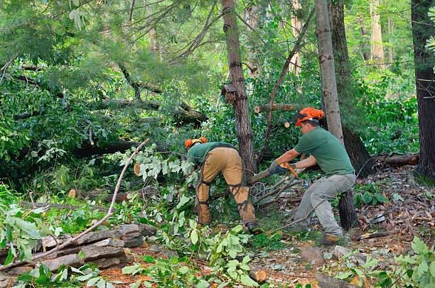 Best Leaf Removal  in Muscoy, CA